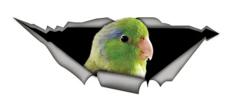 

2021 parrotlet car sticker, parrotlet decal, bird sticker