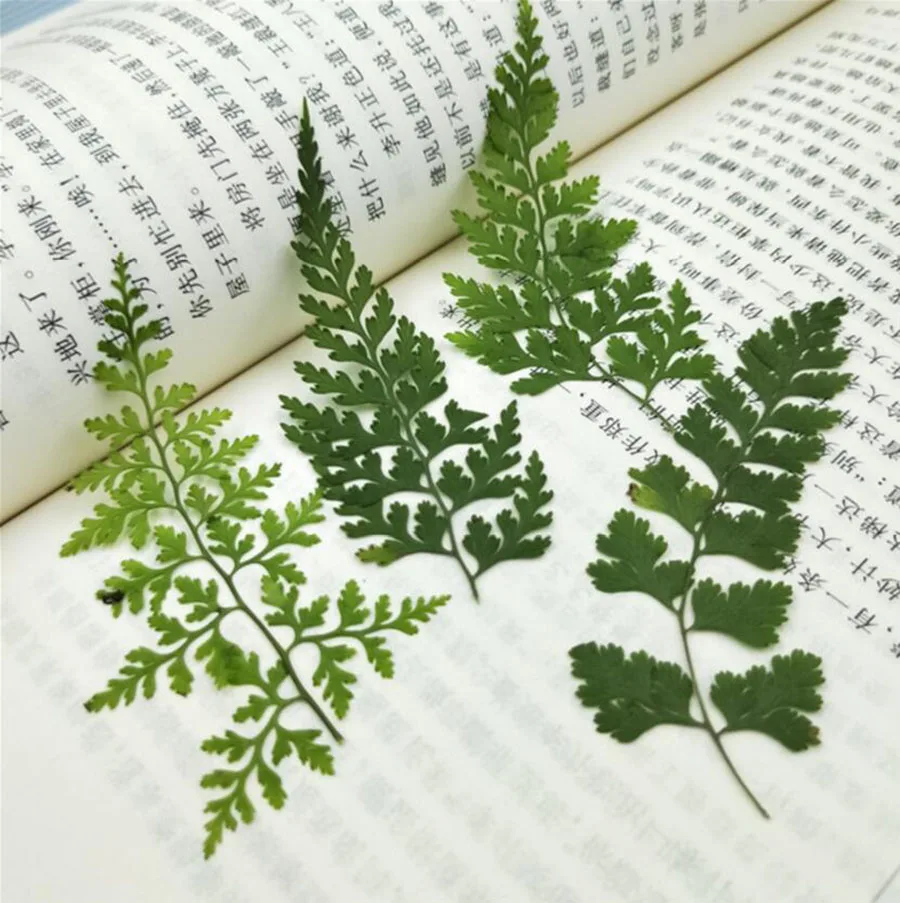 100pcs Pressed Dried Pteris Cretica L. Leaves Plant Herbarium For Jewelry Postcard Invitation Card Phone Case Bookmark DIY | Дом и сад