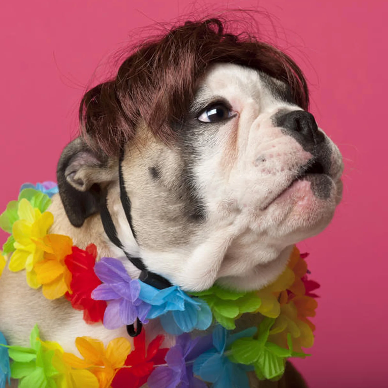 Dog Cosplay Wig for Small Dogs Pet Supplies Dance Accessories Decorative Hair Chihuahua Teddy Bulldog | Дом и сад