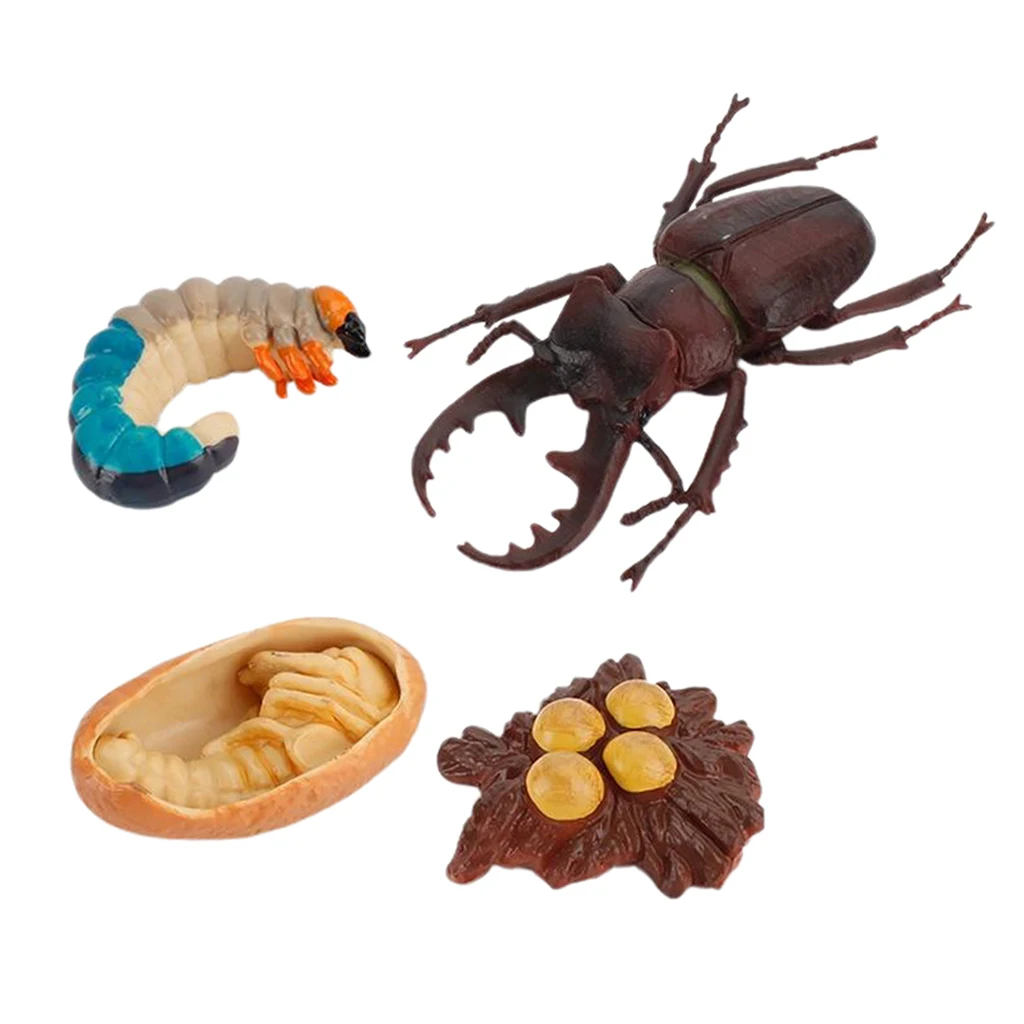

Realistic Stag Bettle Life Cycle, 4 Stage Growth, Animal Figures