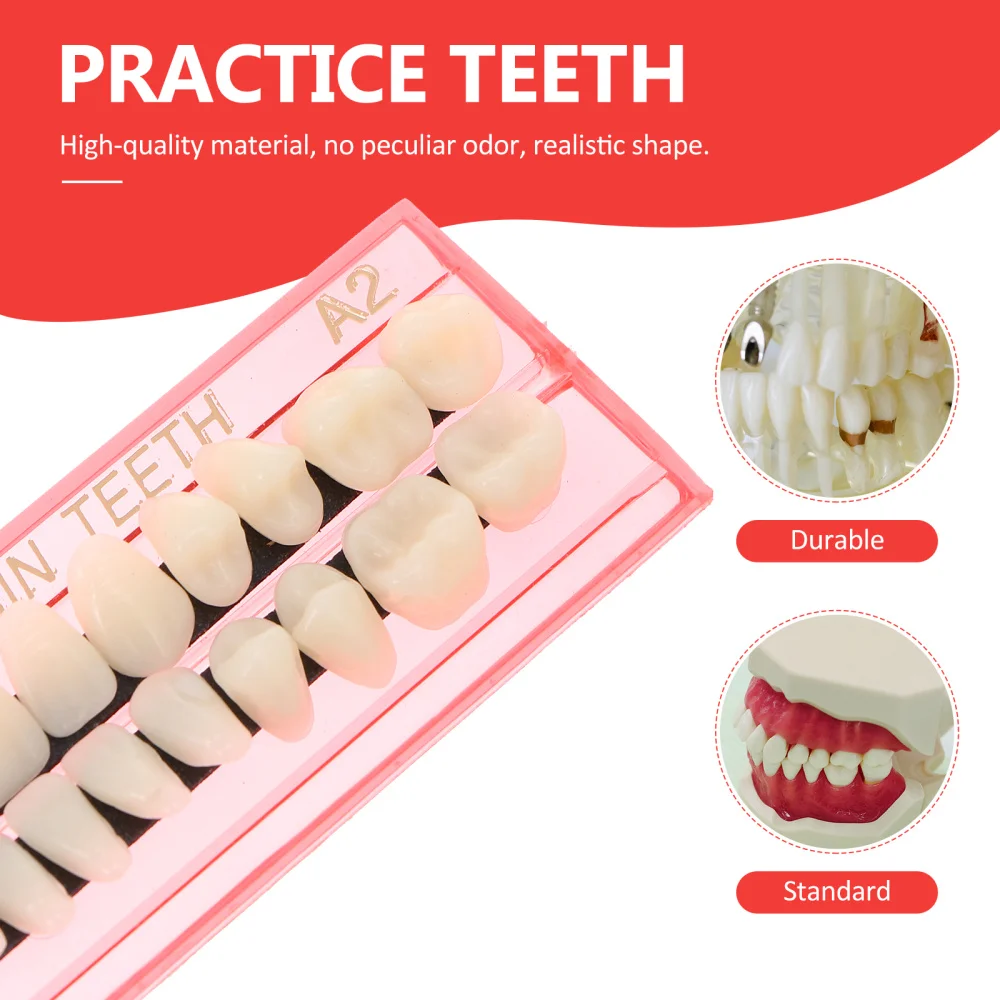 

1 Set Demonstration Teeth Model Standard Teaching Teeth Education Model