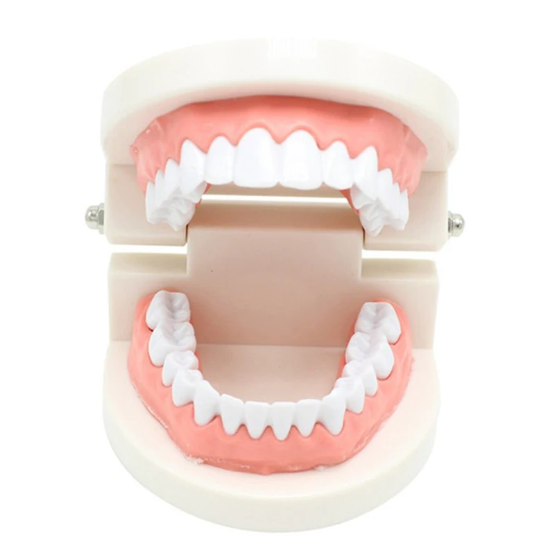 

Стоматологическая стандартная модель зубов, мягкие десны для 28 зубов, модель стоматолога для обучения, модель зубной щетки для детского сад...