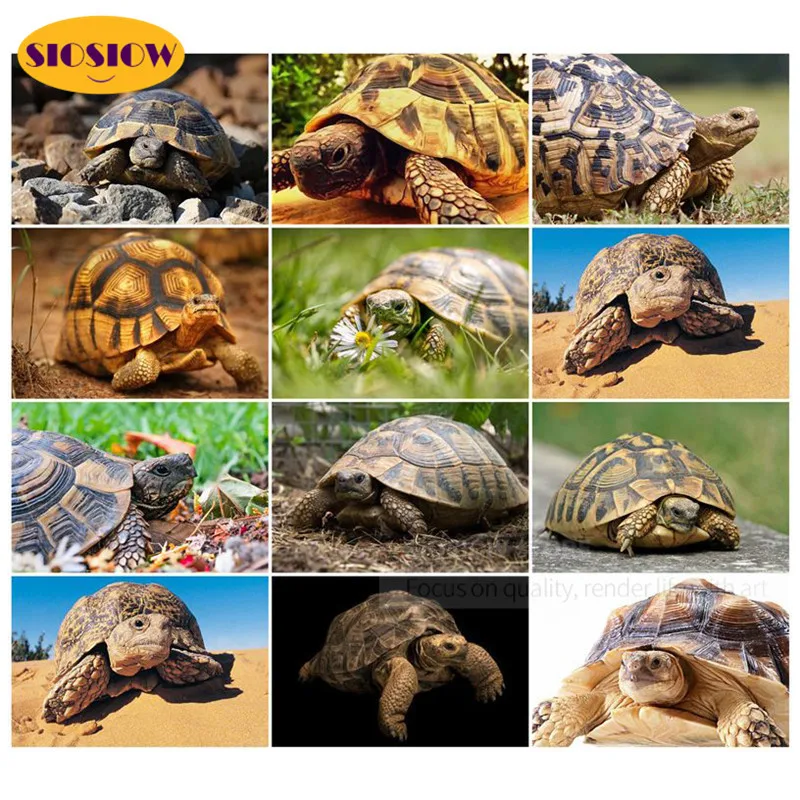 Набор для алмазной вышивки Черепаха картина с квадратными стразами 5D крестиком