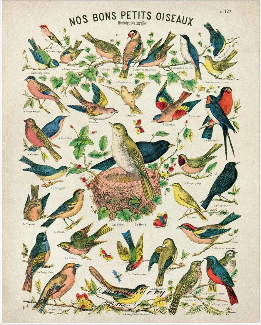 

Vintage Bird Ornithology French Bird Metal Tin Sign Outdoor Indoor Wall Panel Retro Vintage Poster Farmhouse Decor Kitchen