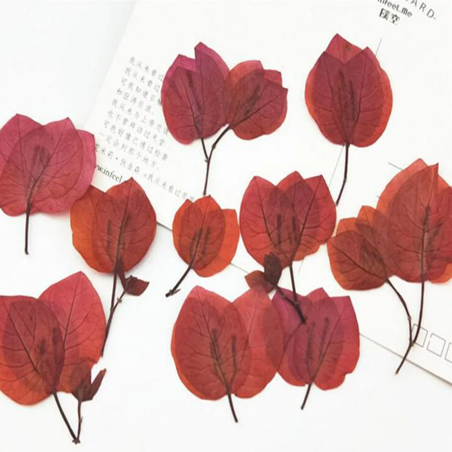 60 шт. прессованные сушеные бугенвиллея Glabra растения гербарий для ювелирных