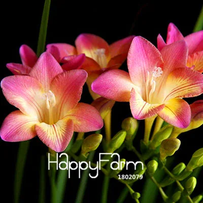 13 Бонсай Freesias великолепный сад красочные ароматные Цветочные растения Орхидея Флорес идеальные Цветочные Планты 100 Плант/упаковка - Цвет: 13