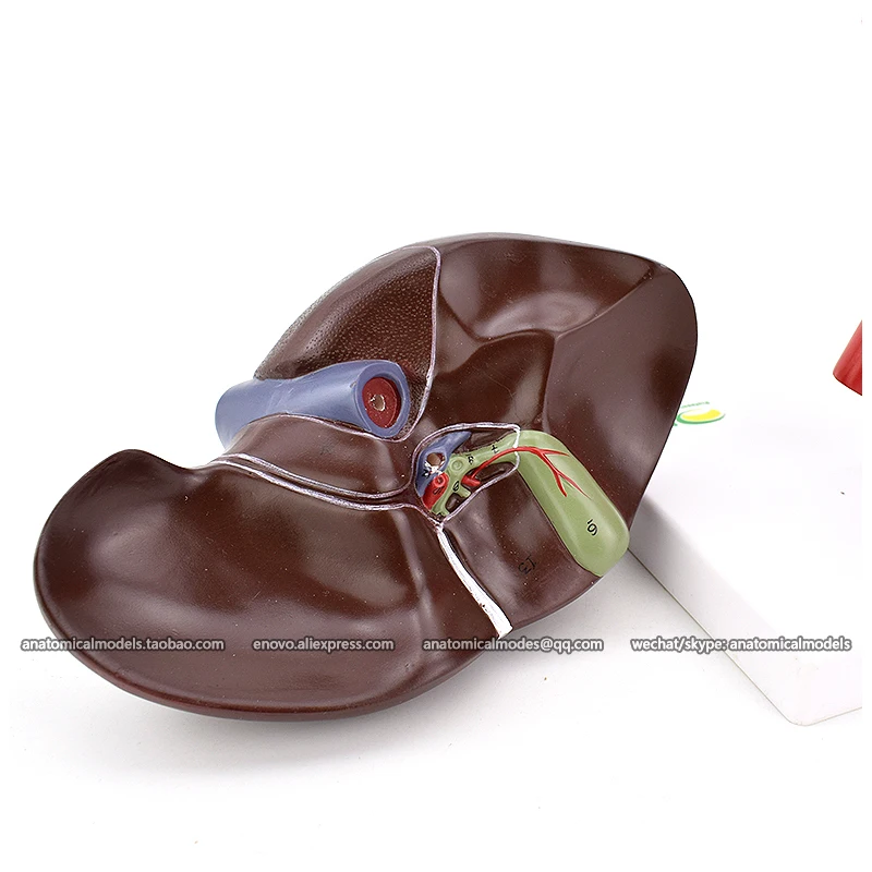 13019/анатомическая модель разложения duodenum | Канцтовары для офиса и дома