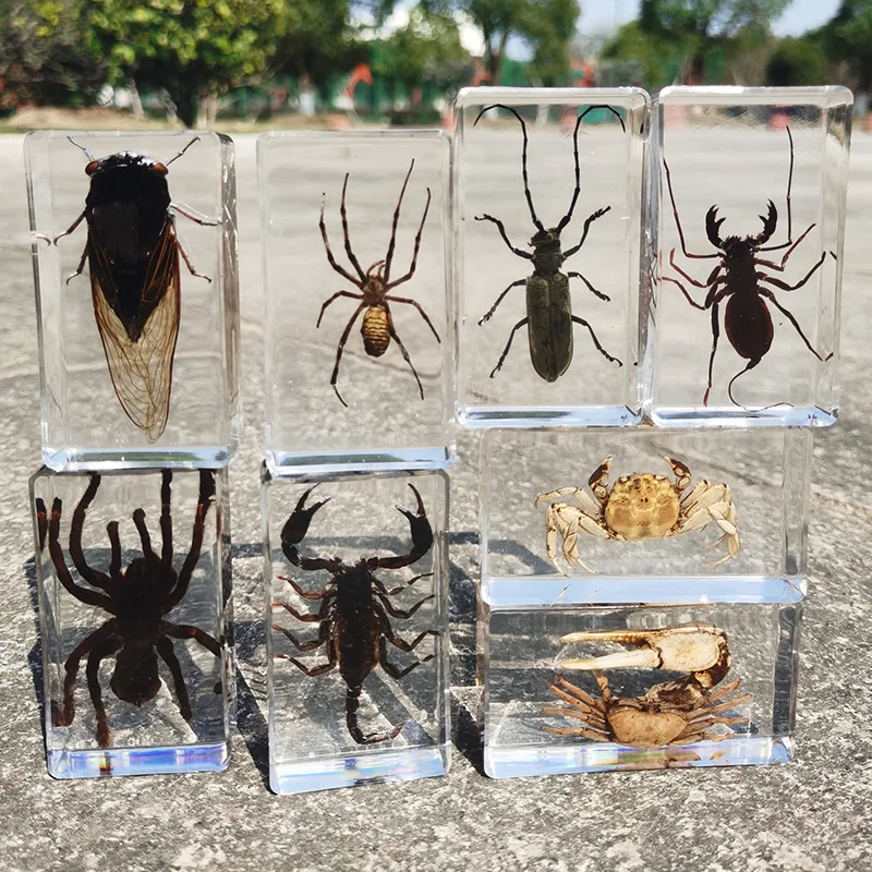 

oversized real insect specimens, transparent resin whip scorpion fiddler crab star celestial bull cicada