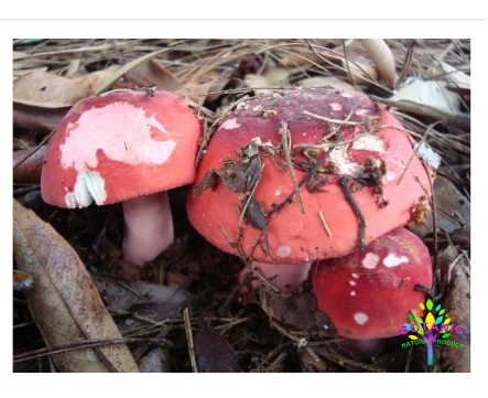 

Dried wild red mushroom, nourishing blood, brain, anti-cancer