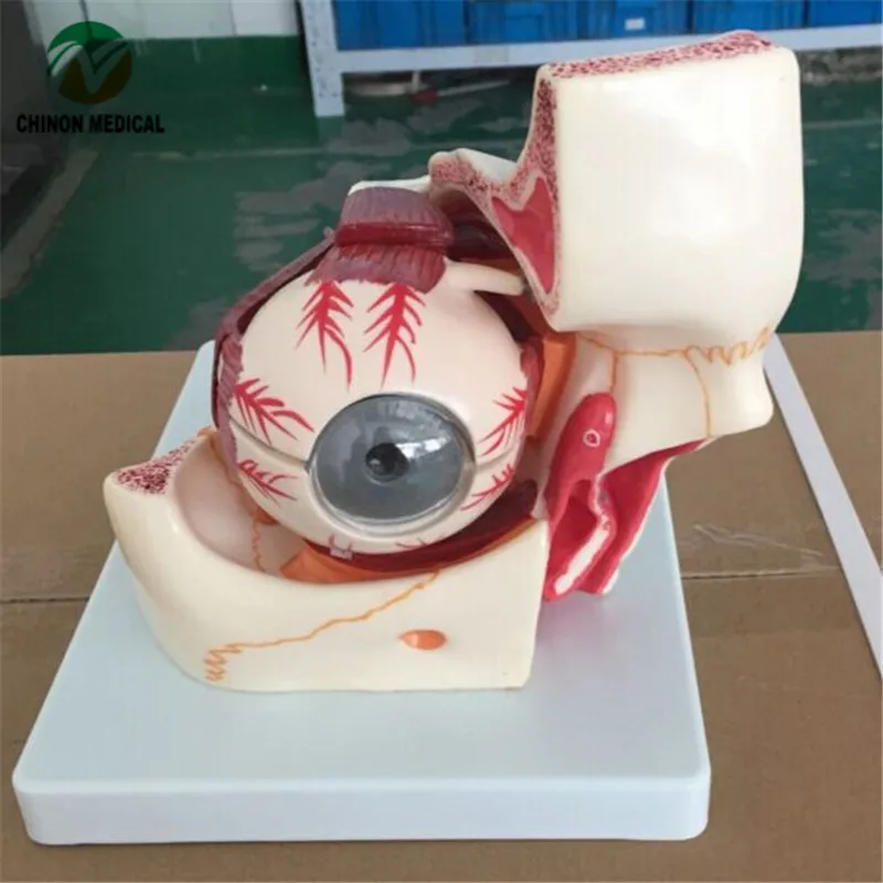 Шиньон высокое качество глаз и орбиты анатомическая модель для медиков