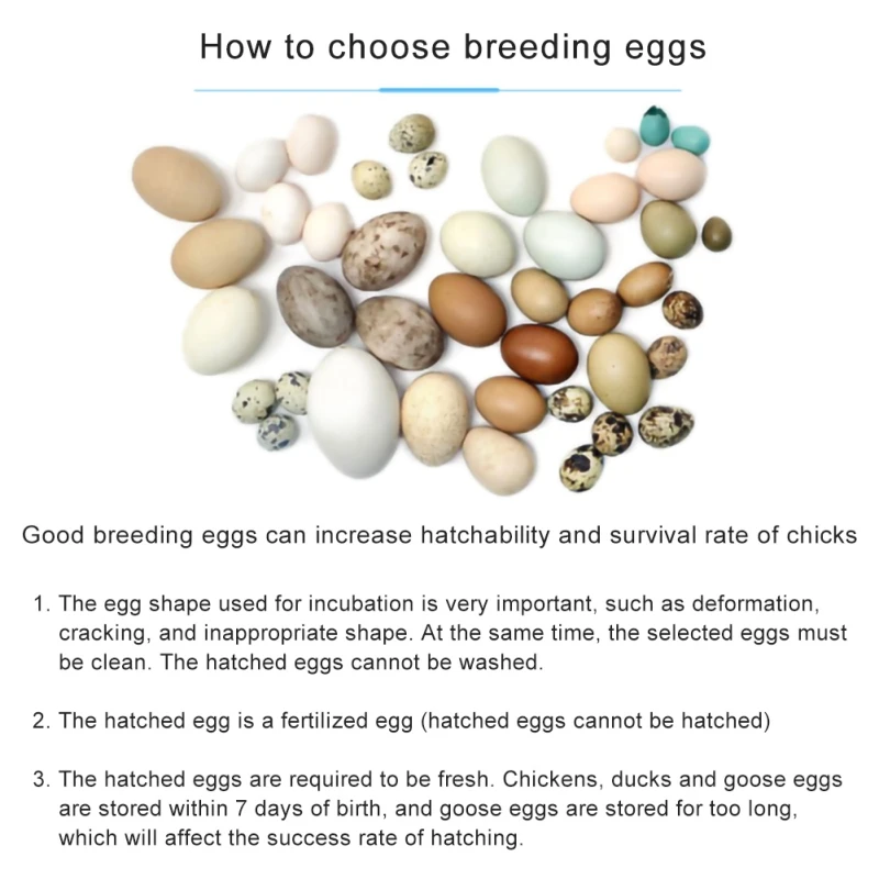 

Cages & Accessories 9 Pieces Of Poultry Incubator, Home-use Compact Incubator, Intelligent Incubator Hot