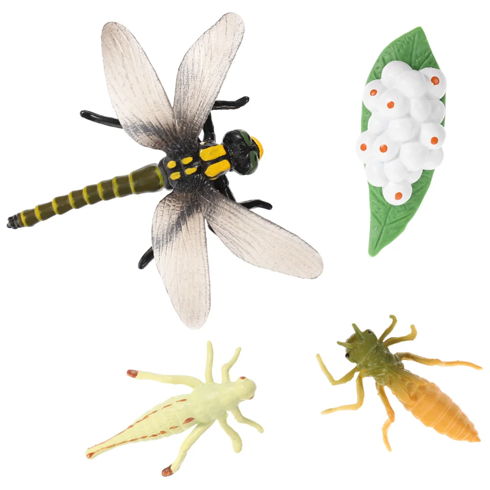 

1 Set of Simulation Growth Process of Dragonfly Model Kids Learning Insect