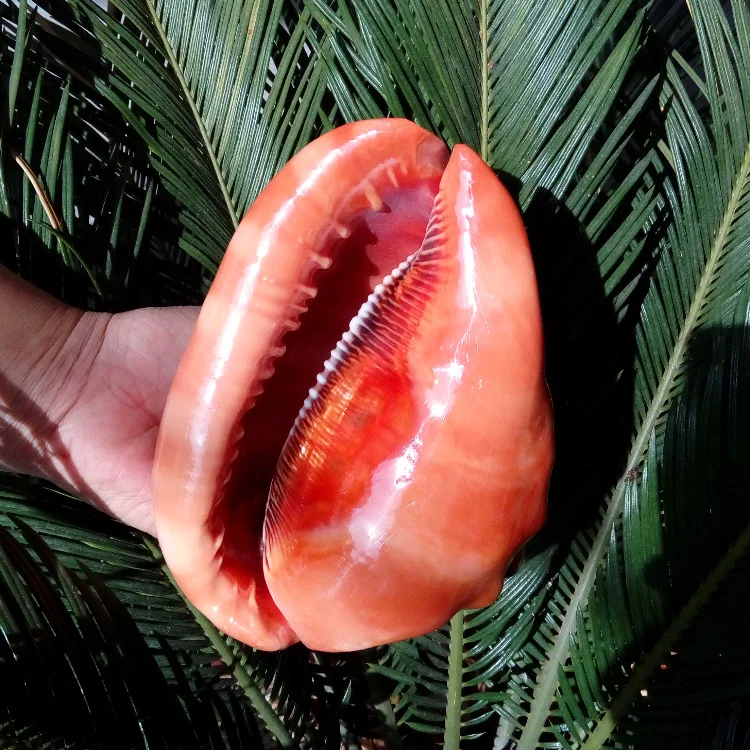 

NATURAL CONCH SHELL FOUR FAMOUS SNAILS GIFT COLLECTION DECORATION BIG CONCH AQUARIUM DECORATION MICRO-LANDSCAPE MURALS CRAFTS