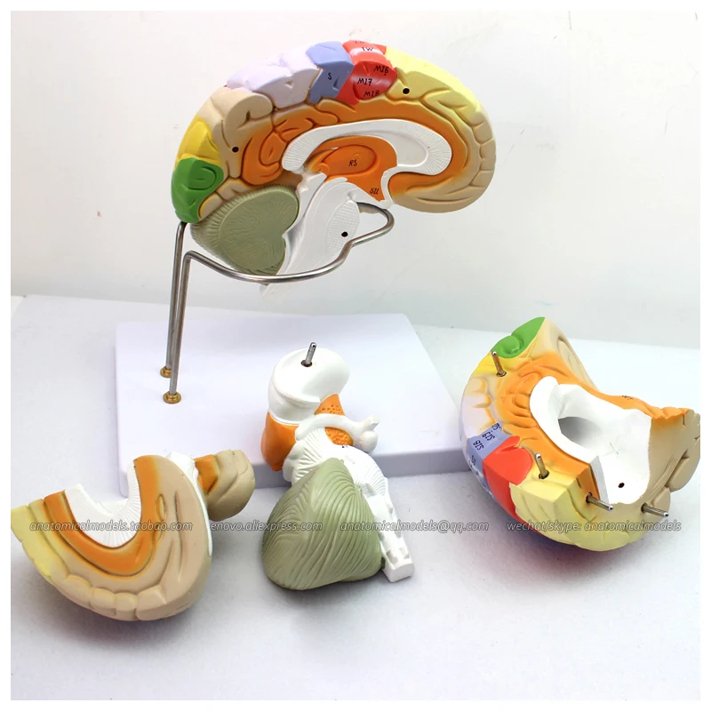 

CMAM/12406 Brain, 4-parts, 2x, Medical Brain Anatomical Human Model