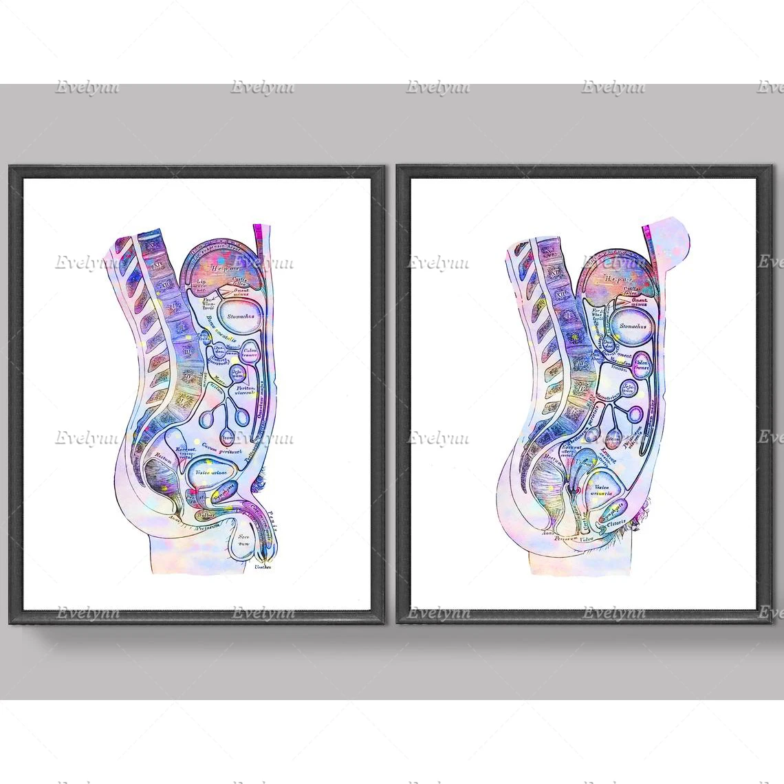 

Nordic Abdomen Organs Anatomy Poster Internal Organs Print Watercolor Anatomy Art Medical Decor Clinic Wall Art Doctor Office