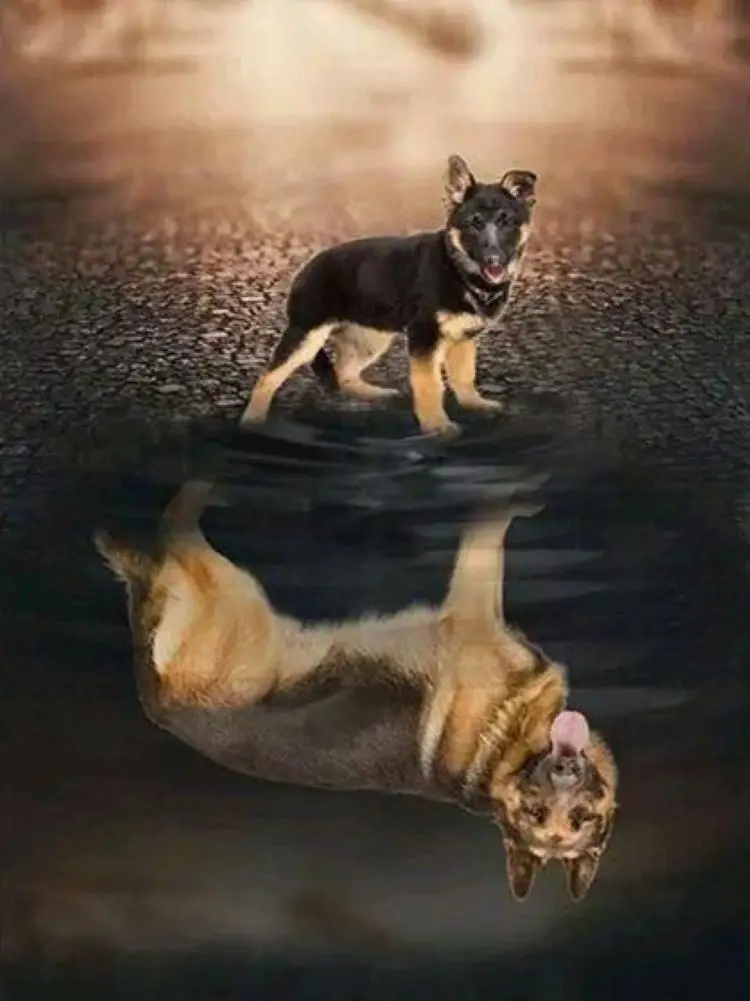 Стразы немецкий овчаг на клеевой основе вышивка крестиком полноразмерная и