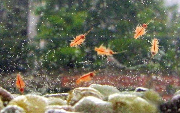 15 мм L морские обезьянки яйца обезьяны с Aquario набор для аквариума Волшебные живые