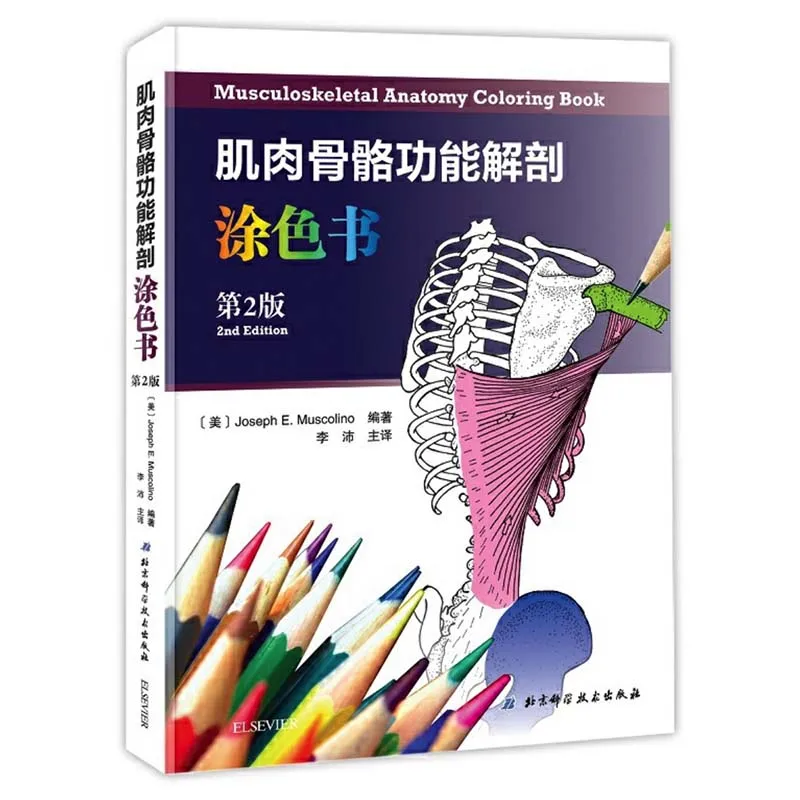 Скелетно мышечная Анатомия книга раскраска двуязычная (китайский и английский)