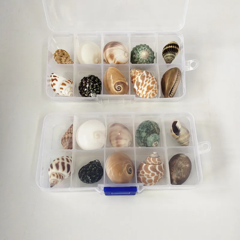 Новинка 10 шт./кор. натуральный название раковин мини раковины кукурузы винтовые