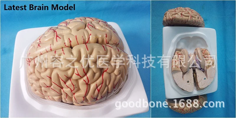 8 частей разложения человеческого мозга собранные медицинские технические