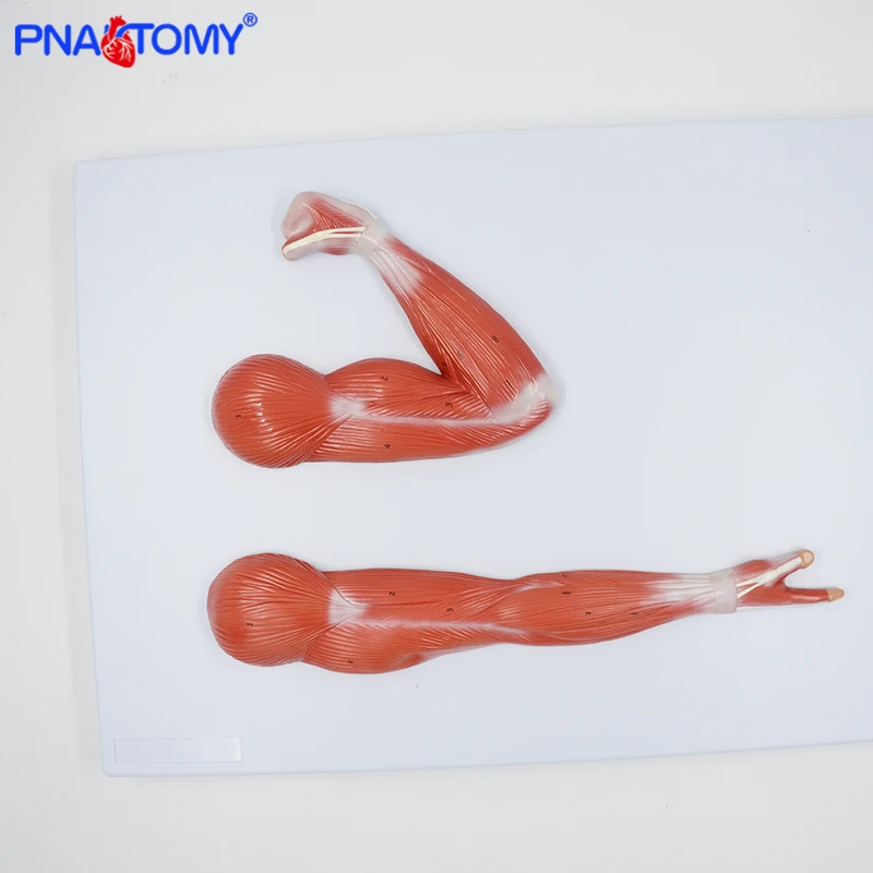 Muscles of human Arm Medical Teaching Tool Educational Equipment Anatomical Model Muscular System Anatomy Medical Science