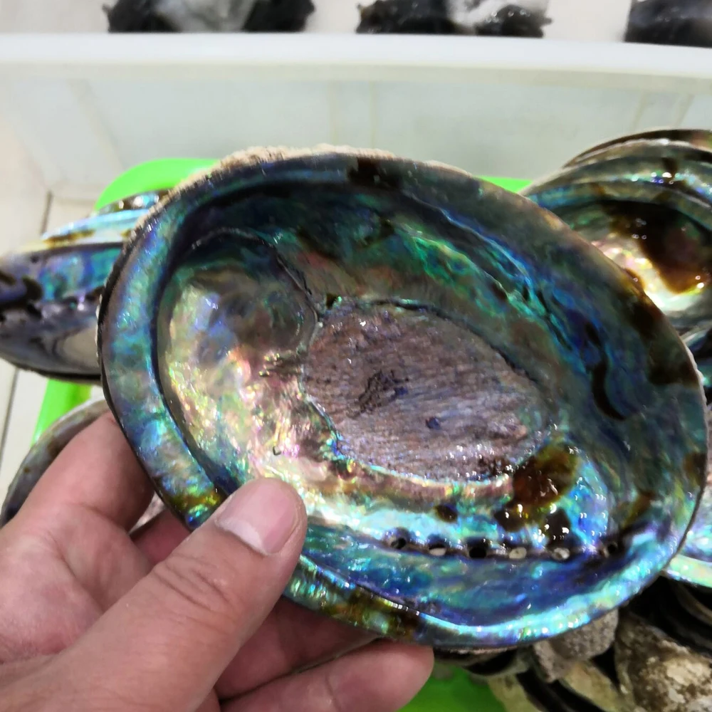 

Natural Abalone Shell Pendant Charms Round Shell Flakes Hand Polished Jewelry Accessories DIY Making Necklace Home Decoration
