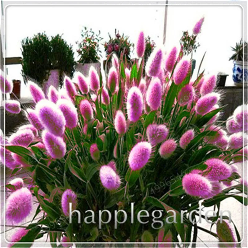 Трава с кроличьим хвостом 100 шт.|Сувениры для вечеринок| |