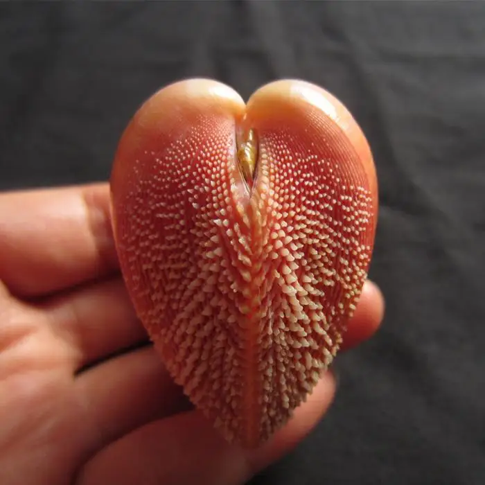 

4-5cm Natural Pearly Screw Conch Shells Coral Collectible Mediterranean Aquarium Ornaments Sea Snail