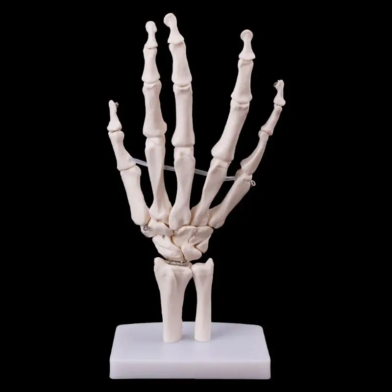 

Новинка 2021, модель анатомического скелета для суставов рук, инструмент для изучения анатомии человека, натуральный размер