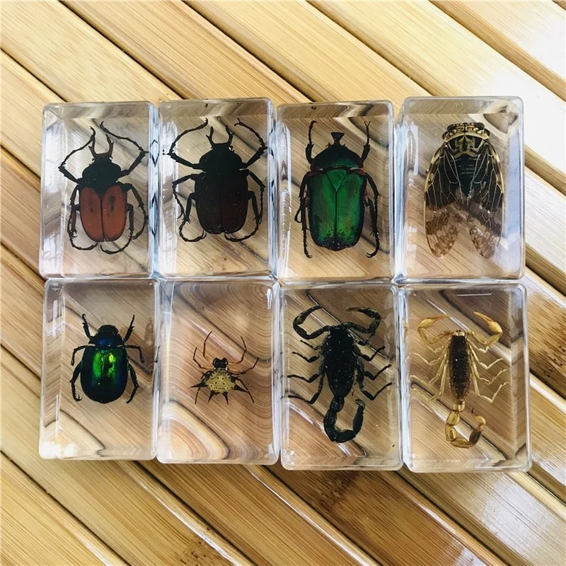 

13 kinds of hand-made gutta percha resin insect transparent amber insect specimens