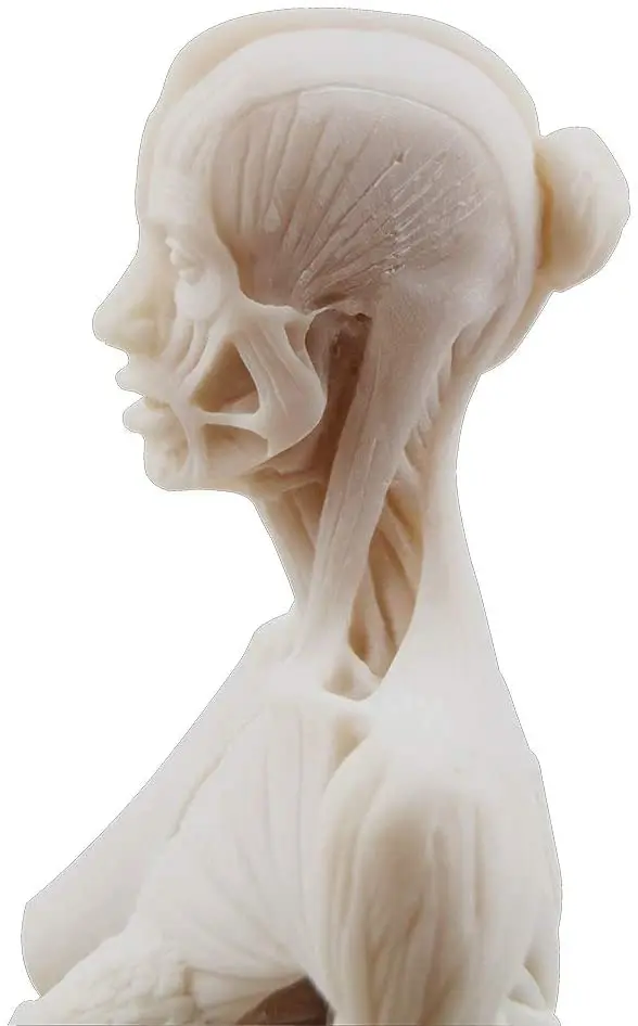 Женская статуя из смолы для мышц тела скульптура искусственная анатомия