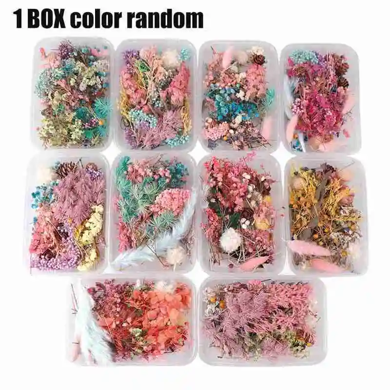 

Pressed Dried Flower Dry Plants For Epoxy Resin 1 Leaf Nail Box Herbarium Colorful Pendant Accessories Real DIY Decoration