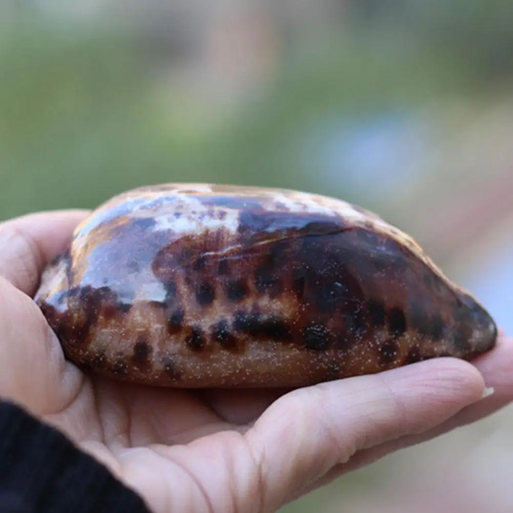 

Natural conch shells 8cm-13cm Yun Cong Bao snails home aquarium wedding DIY fashion collection