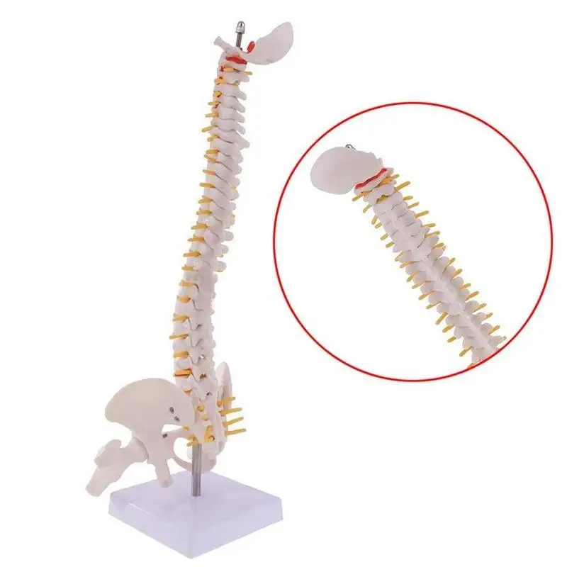 45 см Размер жизни позвоночника анатомическая модель скелета инструмент
