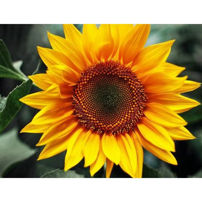 

Diamond Painting Kits-sunflower Flower,5D DIY Full Diamond Embroidery, Round/Square Inlaid Diamonds, Cross Stitch Art Decoration