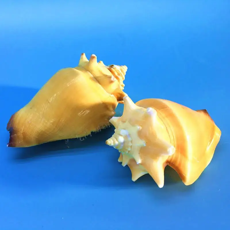 7-9 см натуральный раковины золотой аквариум искусственное украшение для дома
