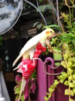 latest christmas parrot diaper bird thick clothes new year gift for birds lovers flight suits reusable washable nappies coat