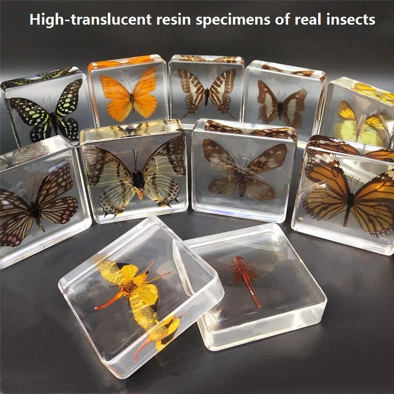 

Kindergarten teaching children's toys, animals, real insect specimens, butterfly resin specimens, amber ornaments, dragonflies