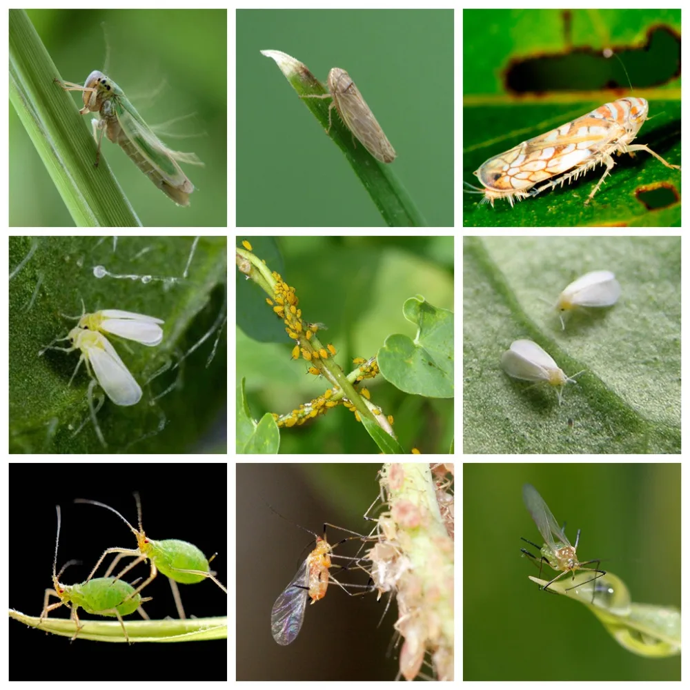 5g Dinotefuran neonicothnoid убивает насекомых вредителей Aphids Белые мухи