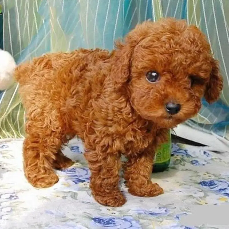 

Teddy dog children's plush toy brown simulation cute children's gift cute cute plush toy doll ornaments