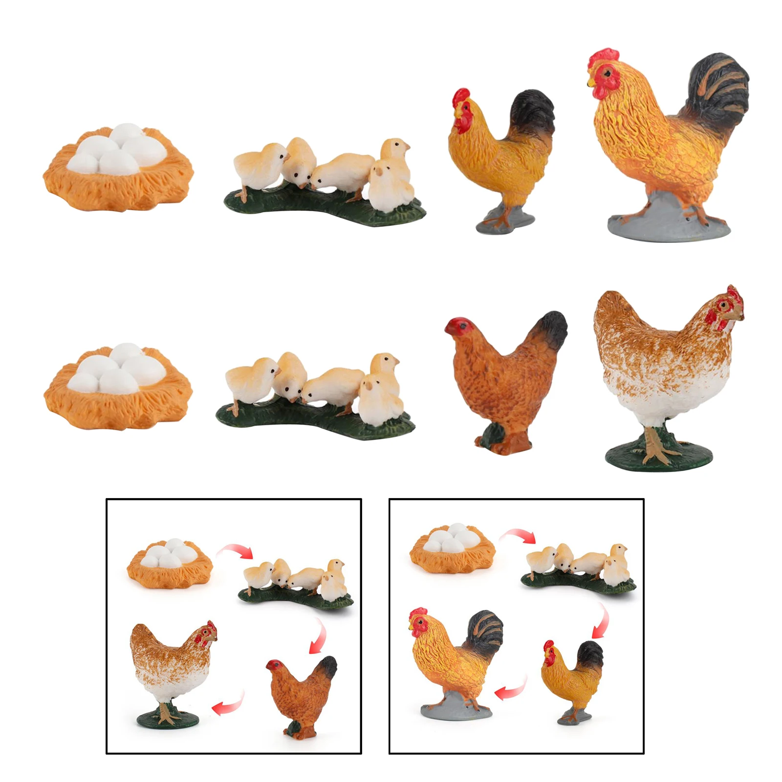 

Solid Plastic Chicken Life Cycle Growth Cycle 4 Stages Learning for Kids