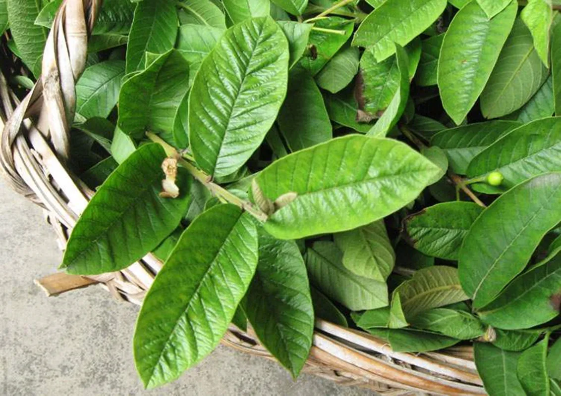 100% Натуральные Сушеные Листья гуавы листья гуаябы против выпадения волос | Дом и