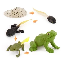 early childhood education supplies simulation animal life cycle model animal growth cycle education frog toy set
