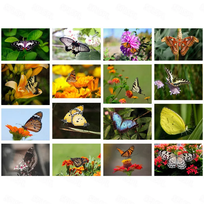 

Diy Diamond Painting Natural Animals Color Butterflies Cauliflower Butterflies Bedroom Porch Decorative Painting Hanging