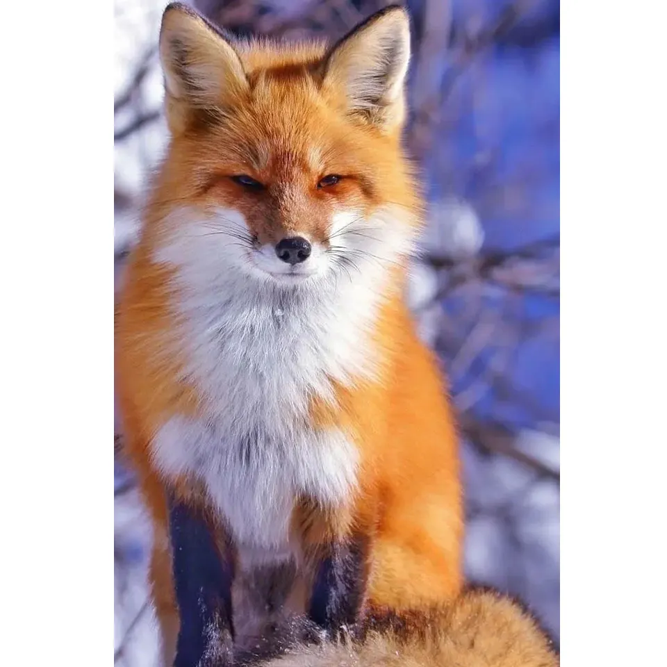 

5D алмазная живопись «сделай сам», животные лисы, наборы для вышивки крестиком, квадратная и круглая вышивка, алмазная мозаика, ручная работа...