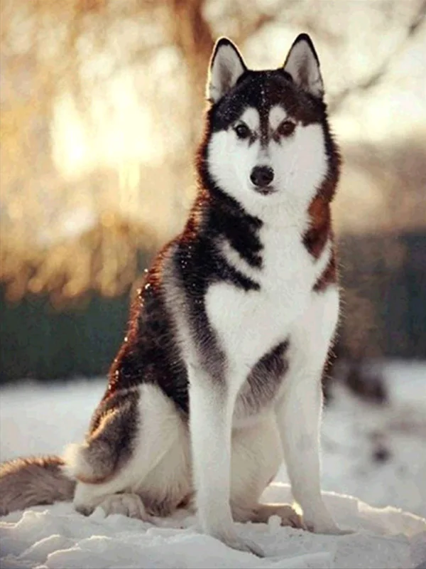 14 5d Животные Собака серия Diy Алмазная картина Huskies Алмазная вышивка Собаки Полный Круглый Diy Алмазная мозаика наклейки на стену рукоделие - Цвет: 14