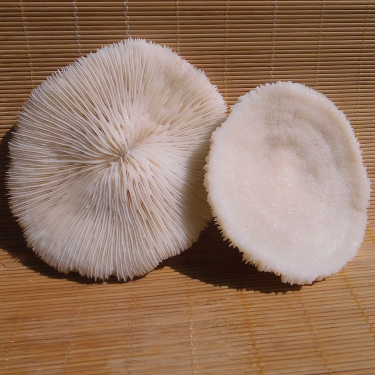 

AAAAA+100% Natural White Coral Aquarium Landscaping Home Furnishing Ornaments Home Decoration