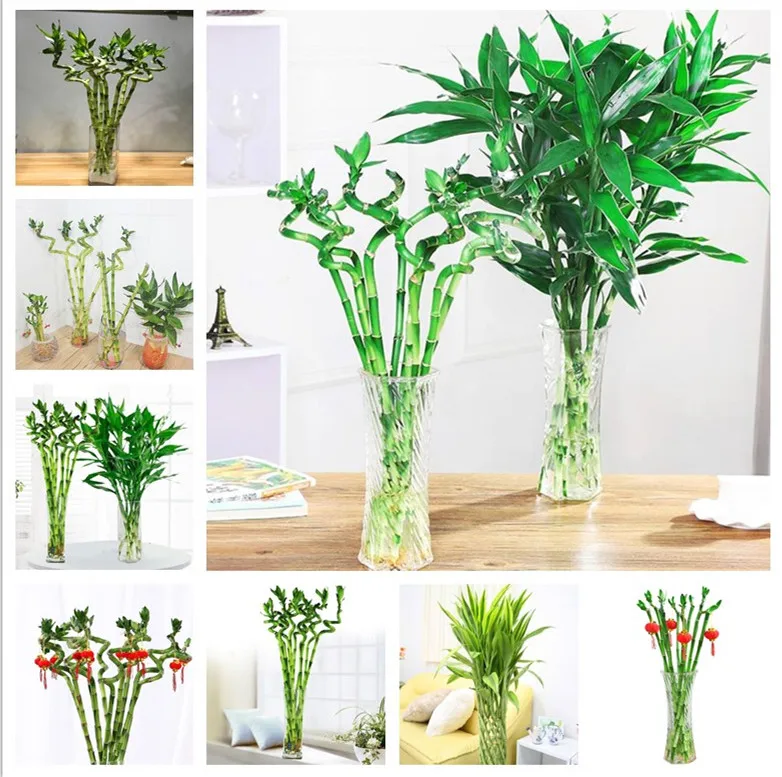 Lucky bamboo 30|Цветочные горшки и кадки| |