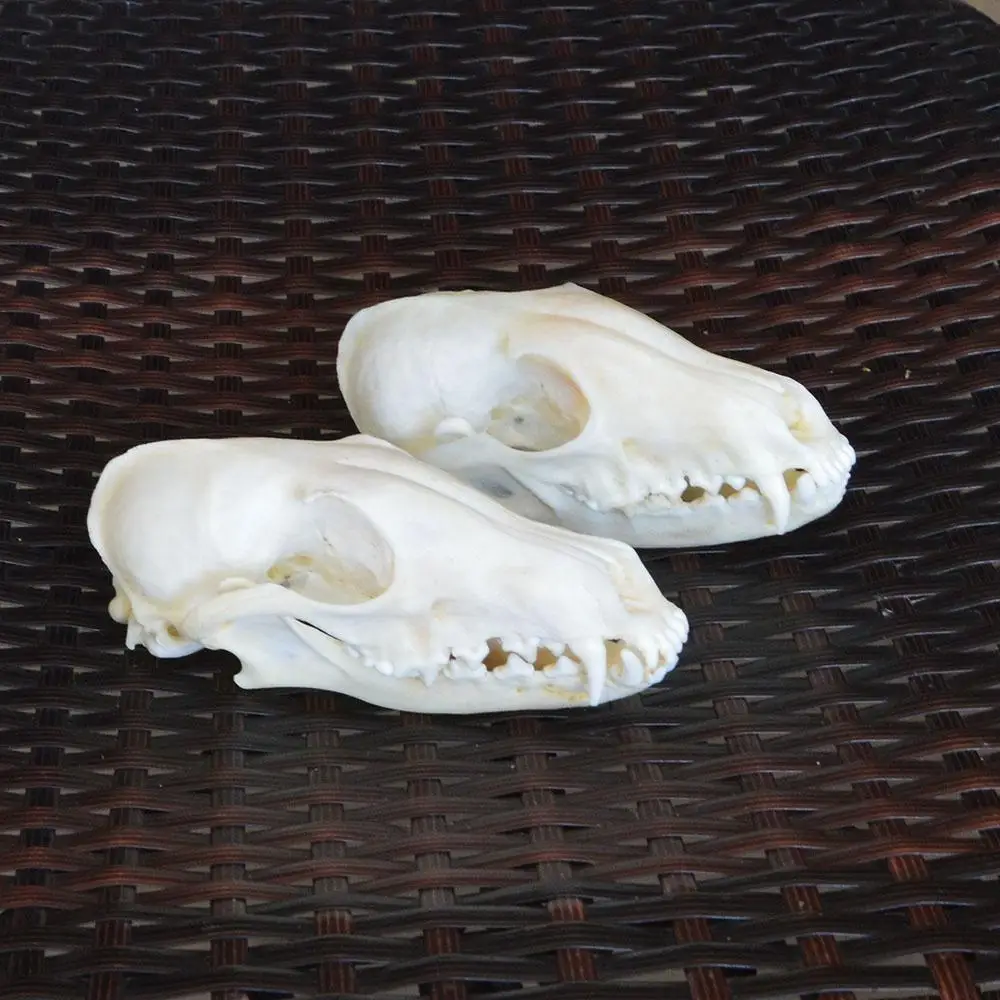 Образец настоящего рыжего лиса серебряной лисы Креста черепа животных