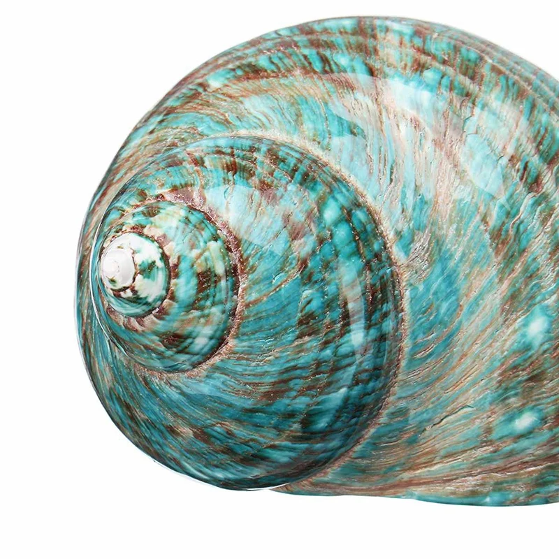 BESTGreen большой раковины домашнего интерьера Морской Декор рыбы сухой аквариум